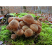 Мицелий Опенка темного / Опенок грунтовой (Armillaria ostoyae)